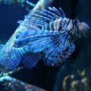 fish 7375042 1920